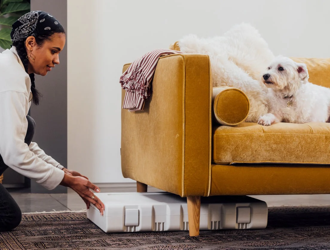 Modern Comfort for Modern Pets